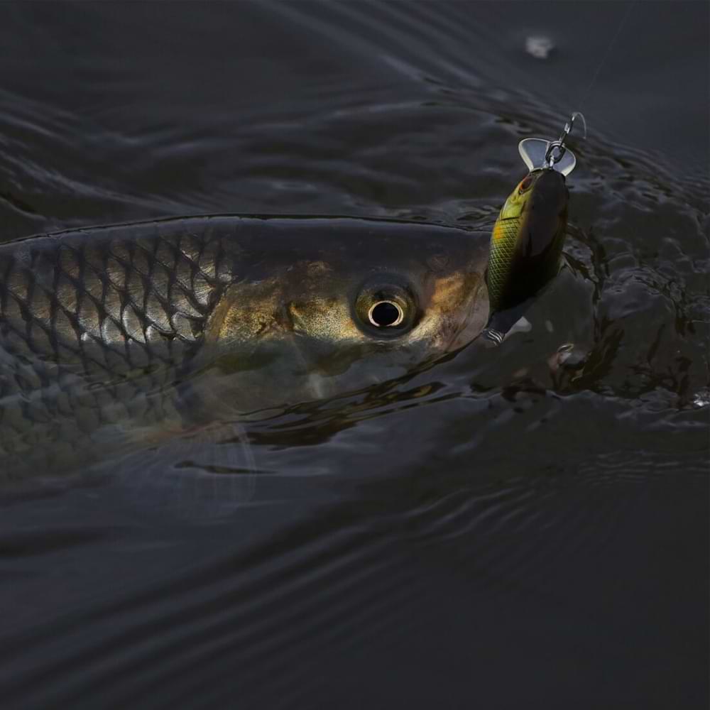 JACKALL Chubby 38F 38mm 3.9g Floating - Silent