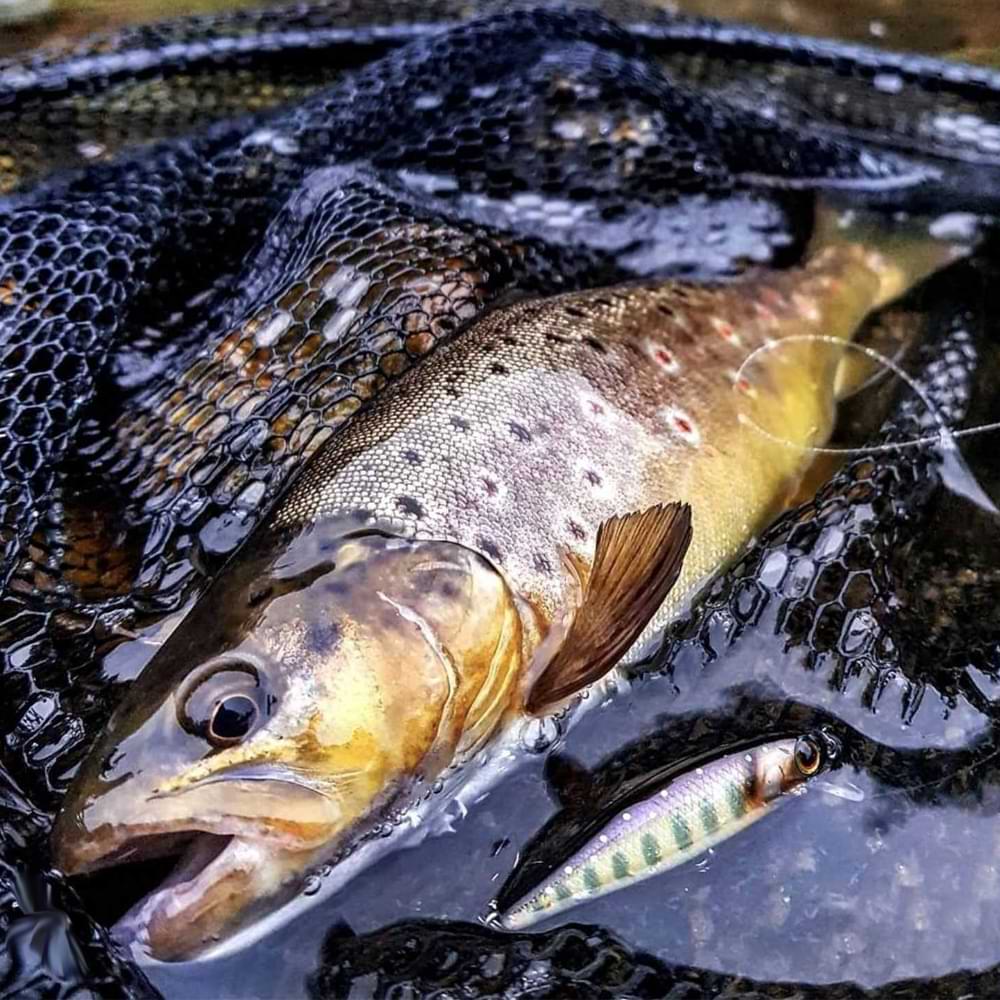 JACKALL Tiny Fry 50SP 50mm 2.7g Suspending