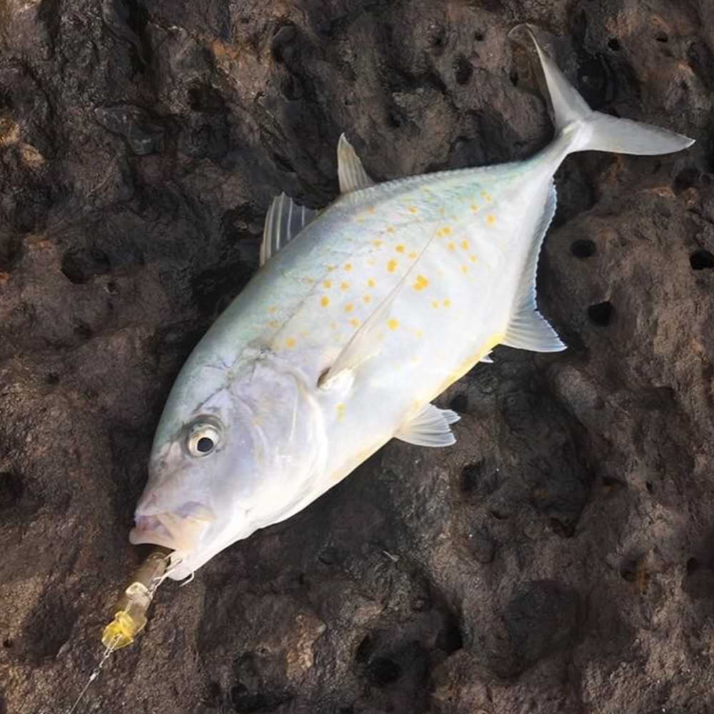 JACKSON R.A. Pop 70 70mm 7g Floating