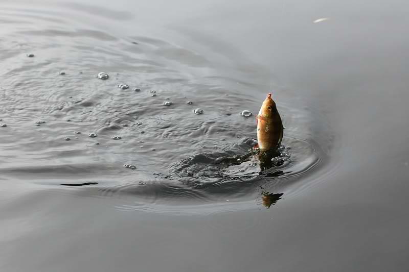 KAMASAN B512 Wide Gape Red