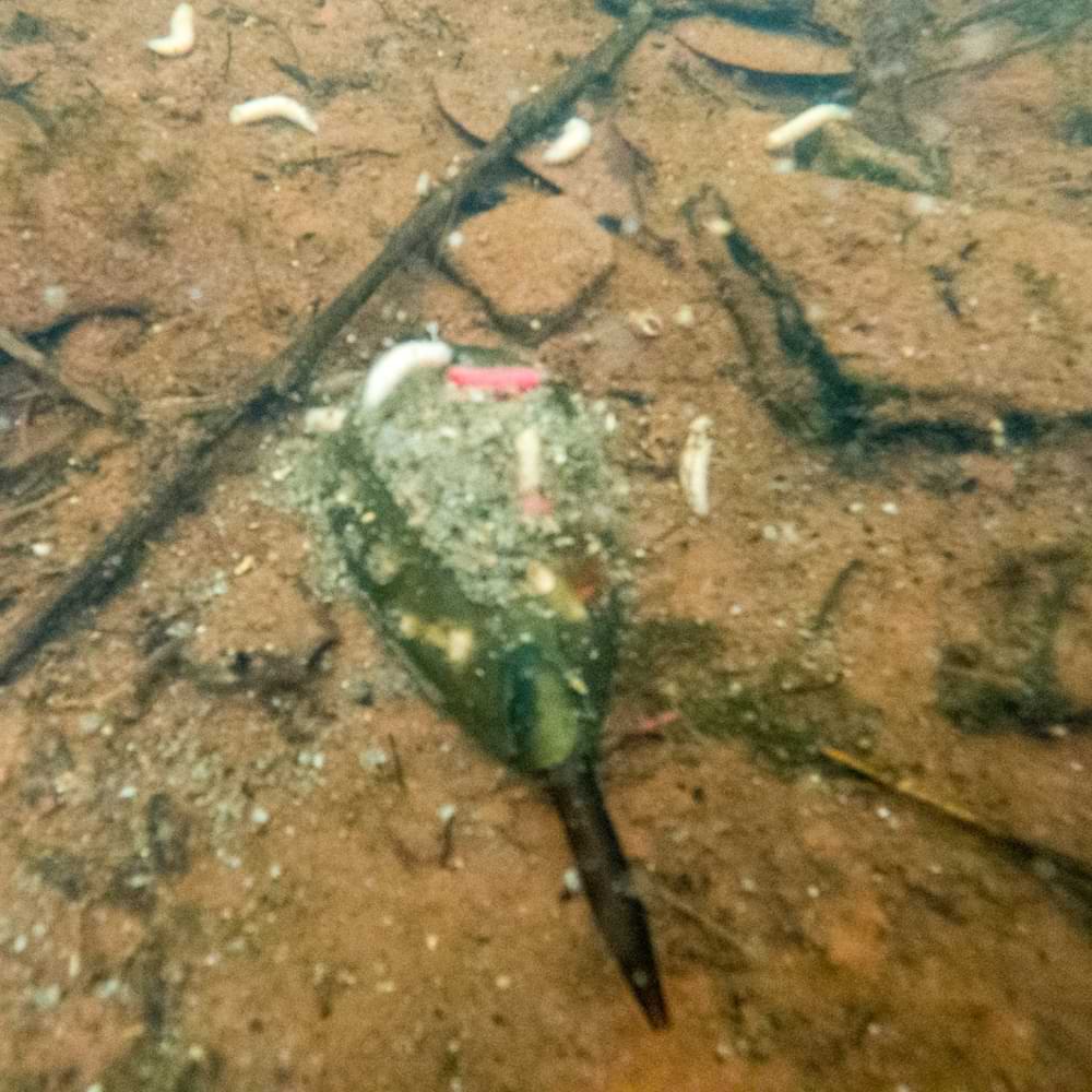 KORUM Camo Window Feeder