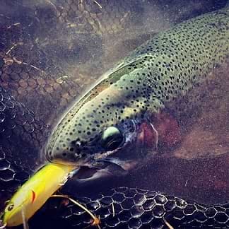 LINESYSTEM Trout River FC 150m