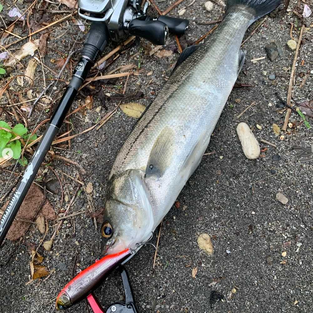 MEGABASS Giant Dog-X SW 98mm 16.5g Floating