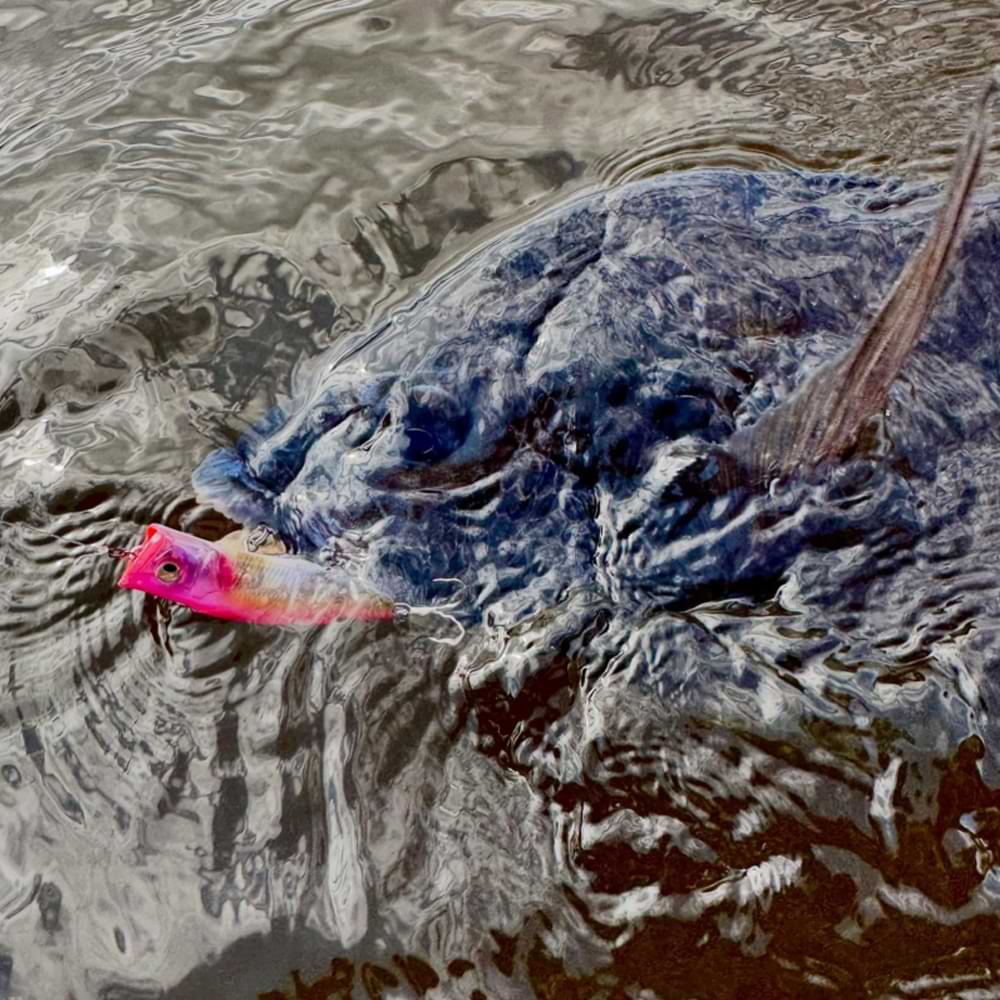 MEGABASS Popping Duck 60mm 6.5g Floating