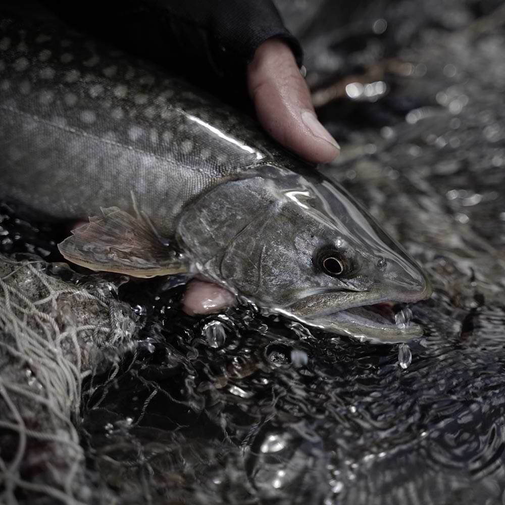 MEGABASS Flatside GH50 50mm 4.0g Fast Sinking