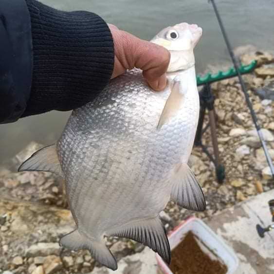 VEDA Choco Cheese 1kg