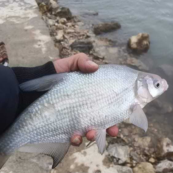 VEDA Choco Cheese 1kg