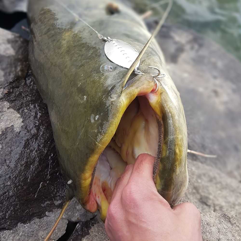 PETROV SPINNER Catfish - 30g