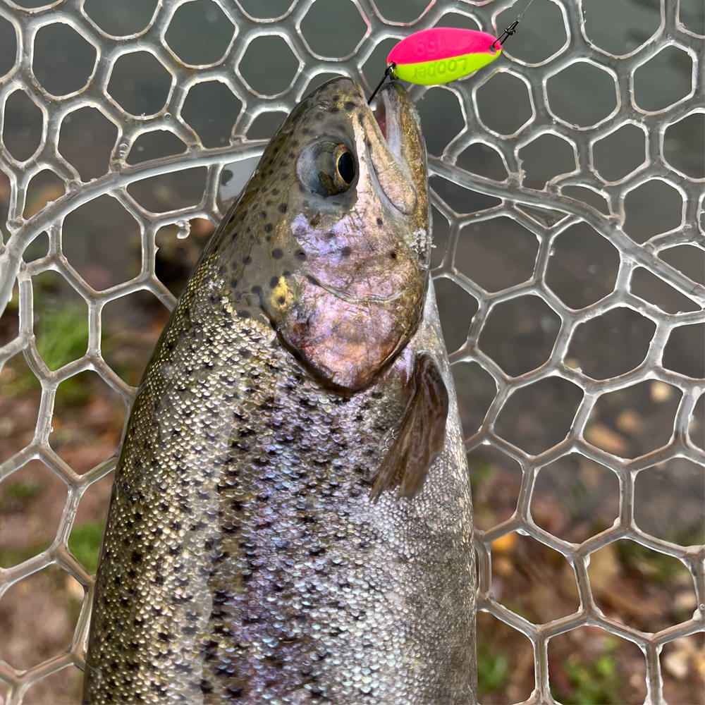 MUKAI Looper Plus 1.6g