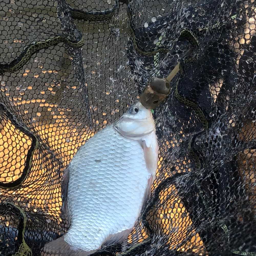 MATRIX Inline Maggot Feeder Medium 