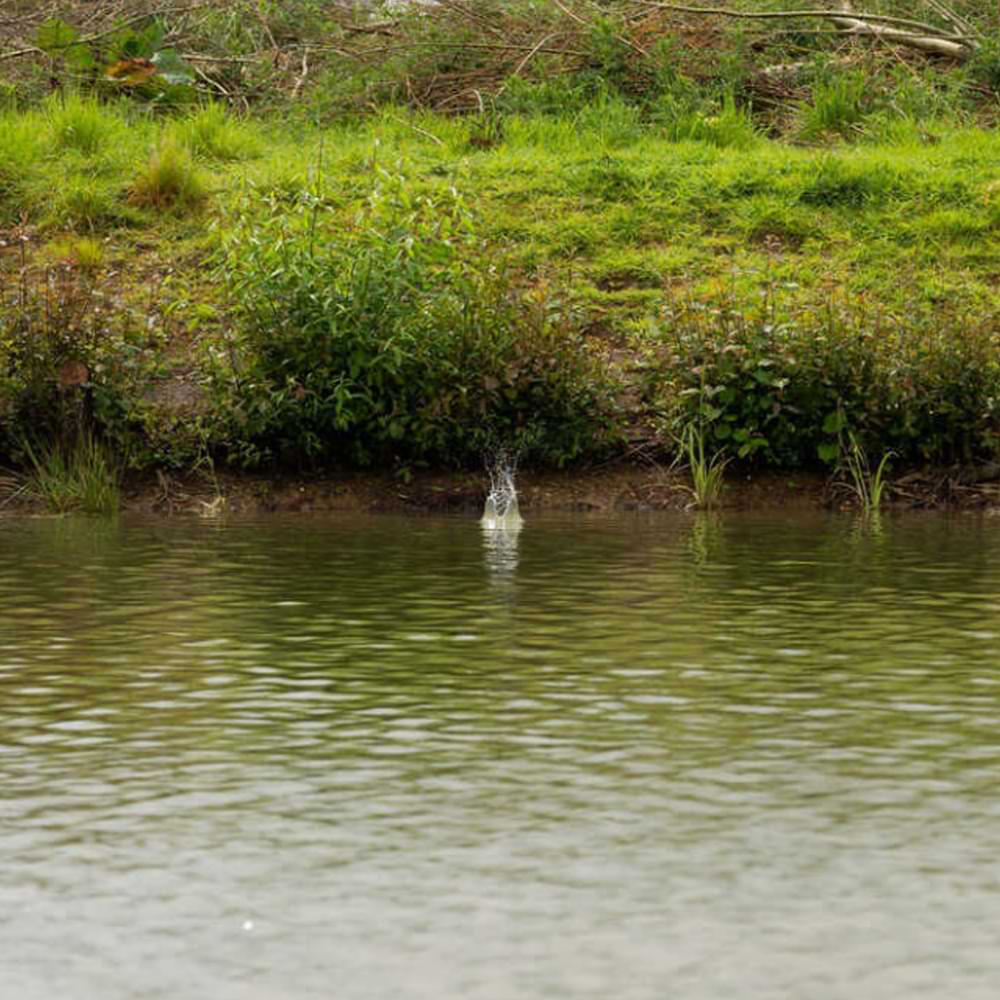 PRESTON ICS In-Line Dura Flat Method - Medium