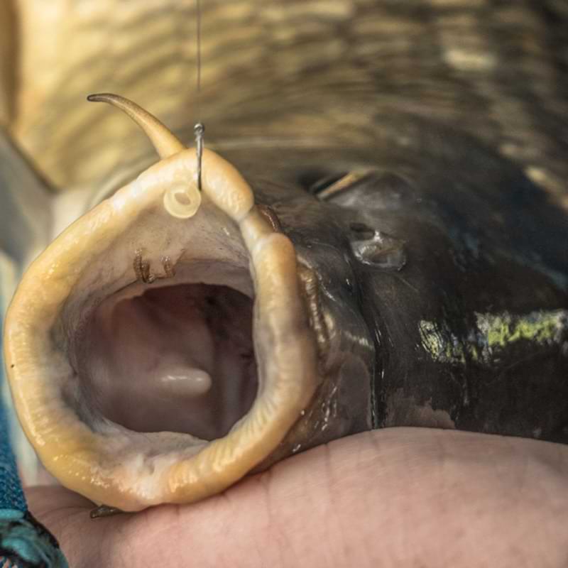 PRESTON KKM-B Barbless Hooks