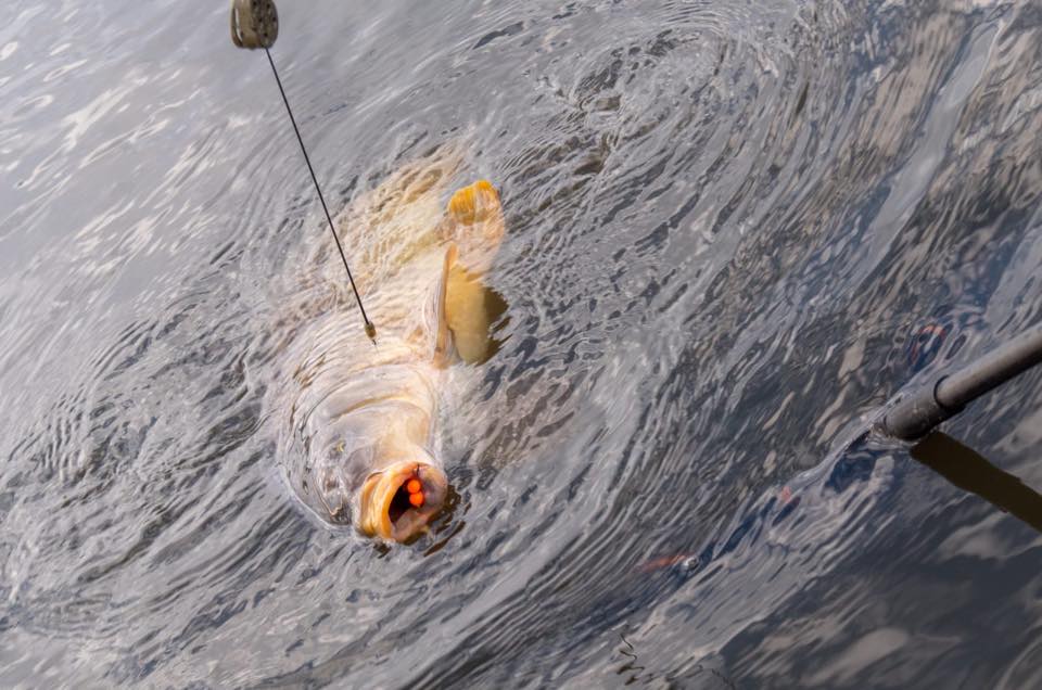 RINGERS Chocolate Orange Wafter Mini 50gr