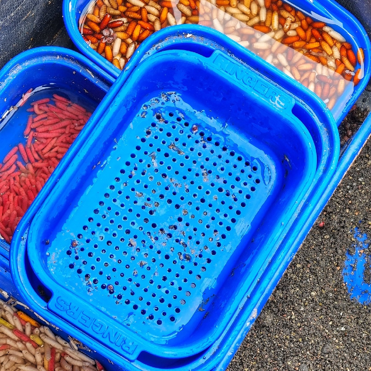 RINGERS 1pint Bait Box