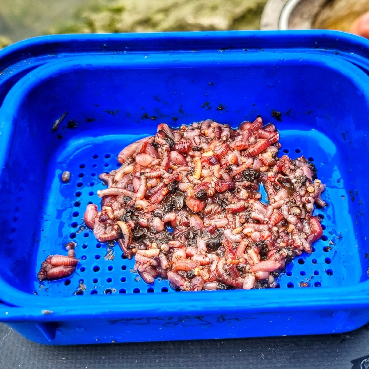 RINGERS 1pint Bait Box