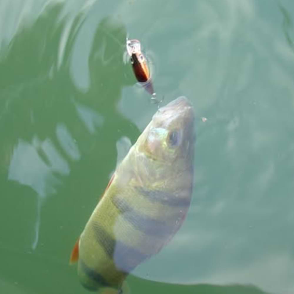 RAPALA Ultra Light Minnow 40mm 3g