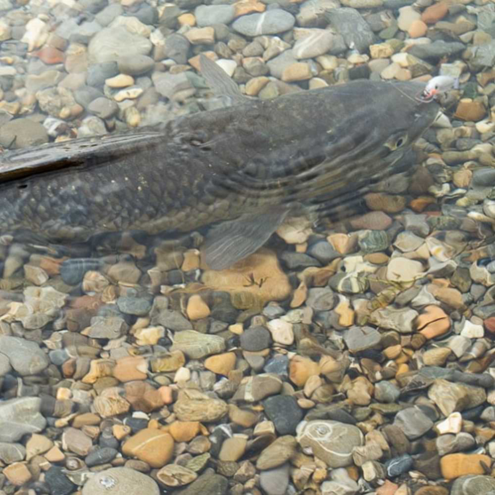 RAPALA X-Rap 100mm 13g