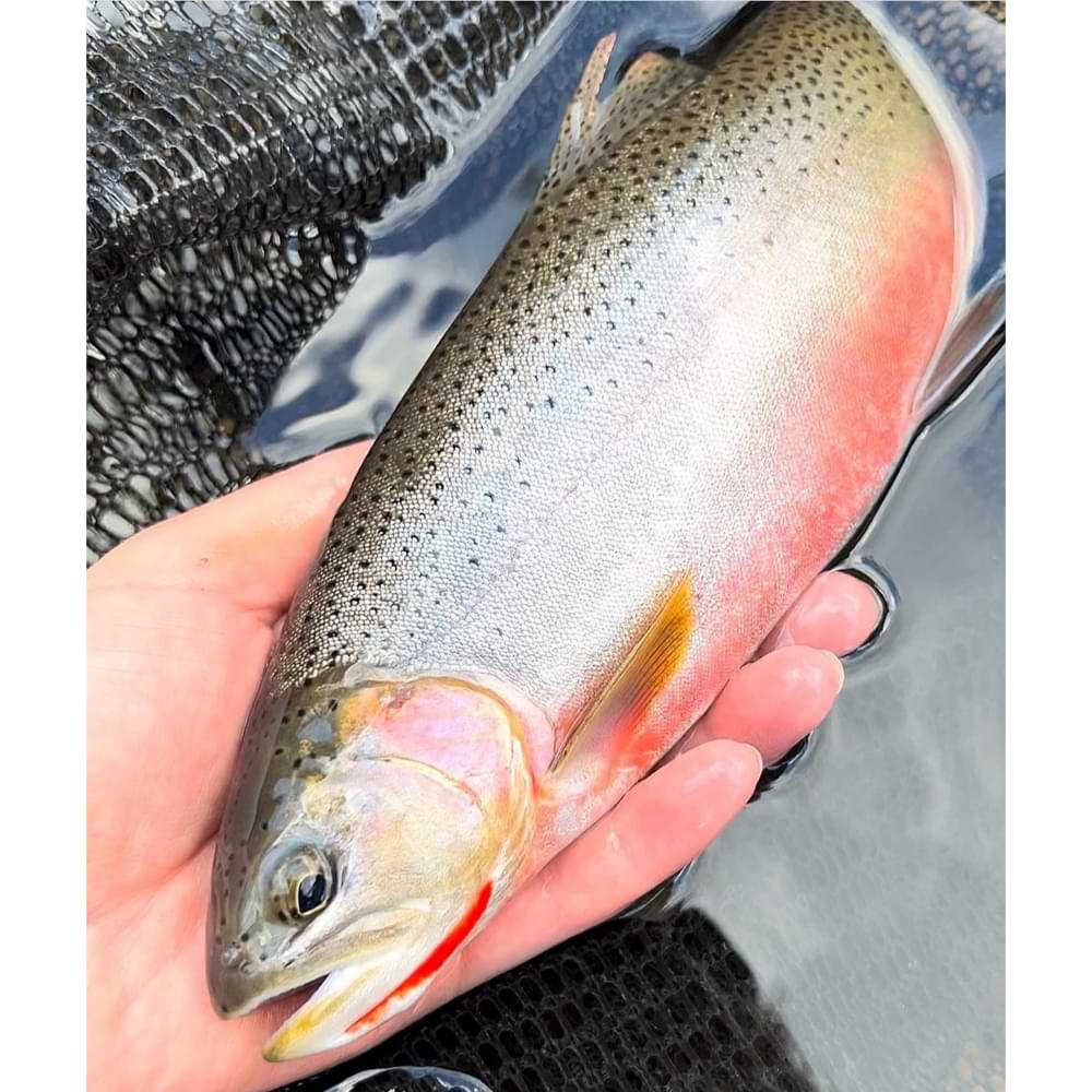 SMITH Puppet Surface 31mm 1.4g Floating