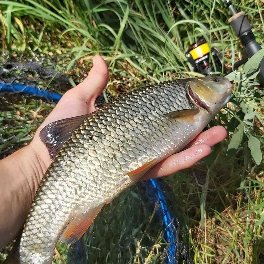 SPRO Mimic 2.0 Spin 2.10m 5-20g