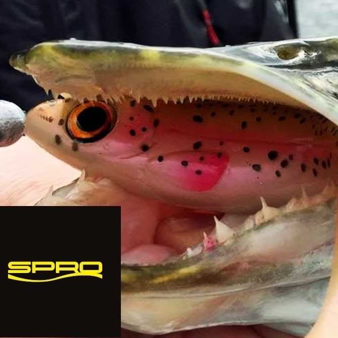 SPRO Iris V-Power 8cm 1.5g