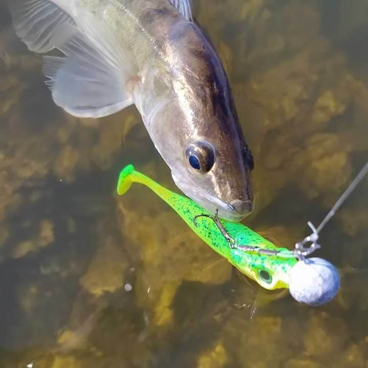 SPRO Iris Popeye 10cm 7g