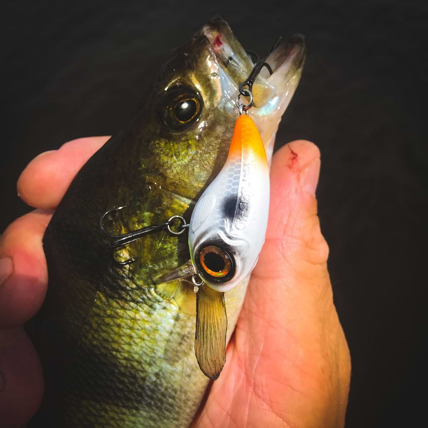 SPRO Fat IRIS 40 5.4g