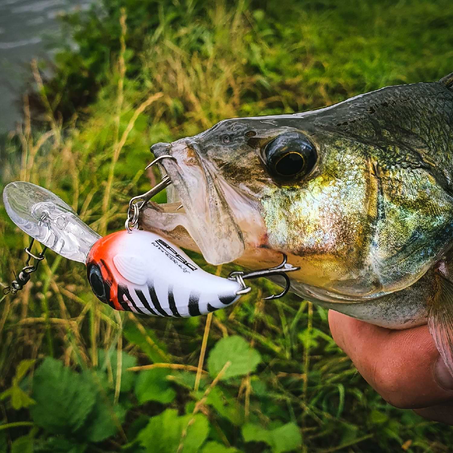 SPRO Fat IRIS 40 DR 6.2g