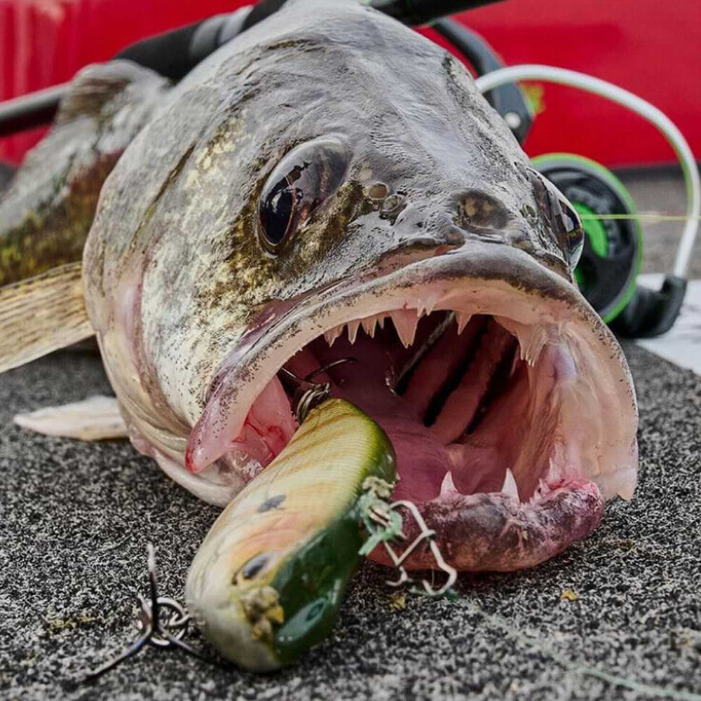 SPRO Aruku Shad 60mm 10g