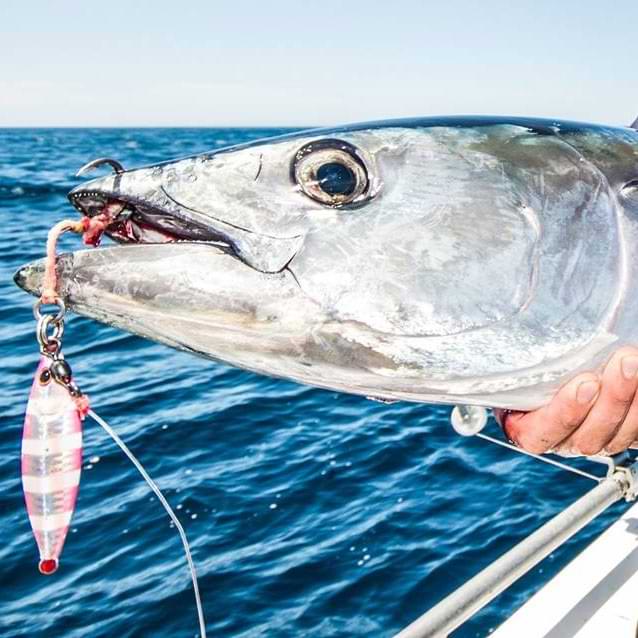 STORM Gomoku Koika 30gr