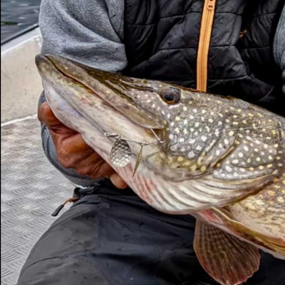 SAVAGE GEAR Da Bush 21g Sinking