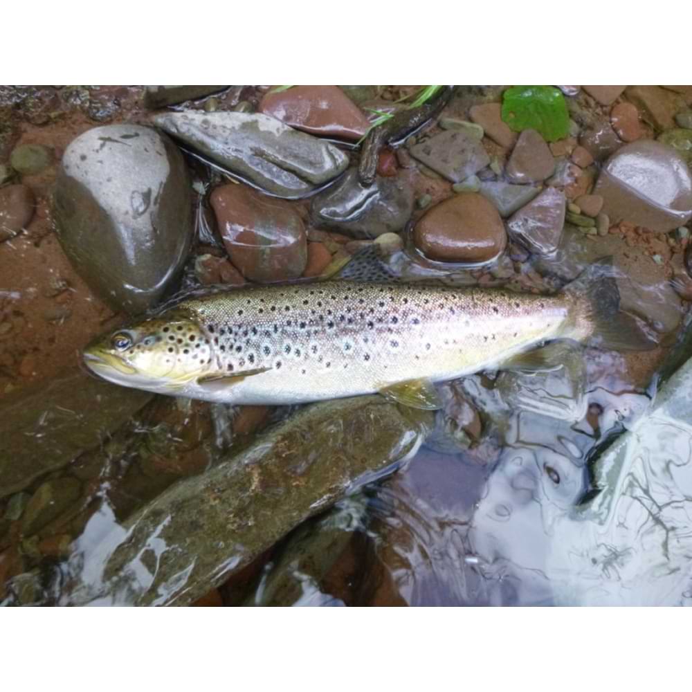 SHIMANO Cardiff Search Swimmer 1.8g