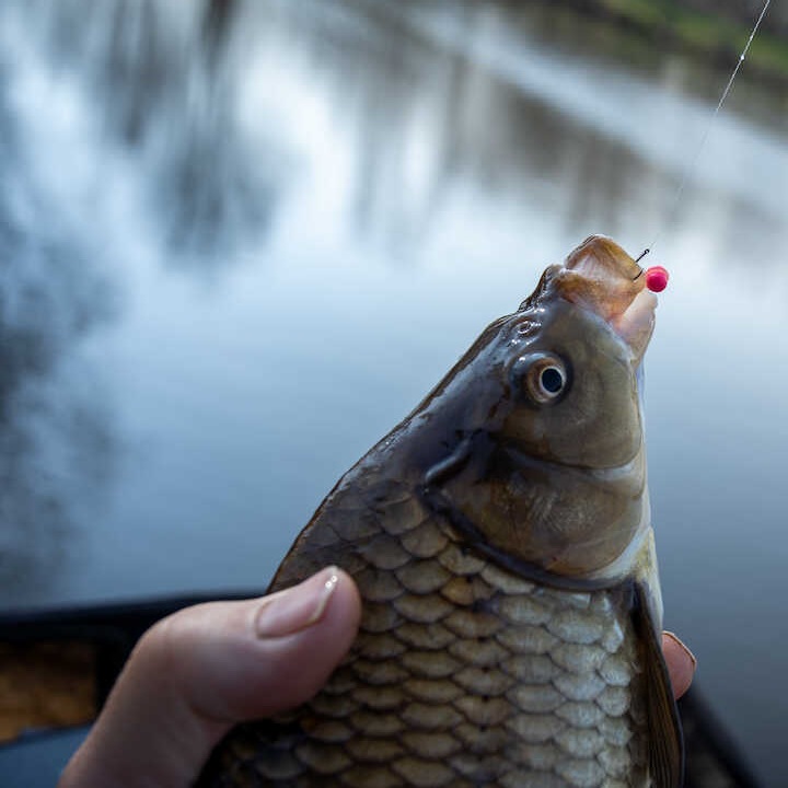 SONUBAITS Micro Band'um Wafters Fluoro