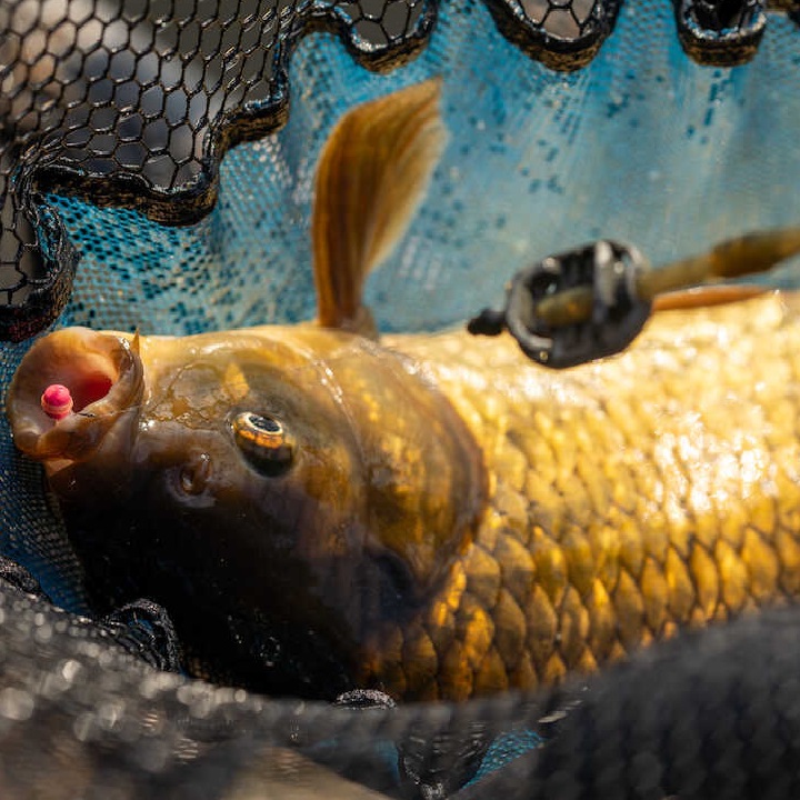 SONUBAITS Micro Band'um Wafters Fluoro