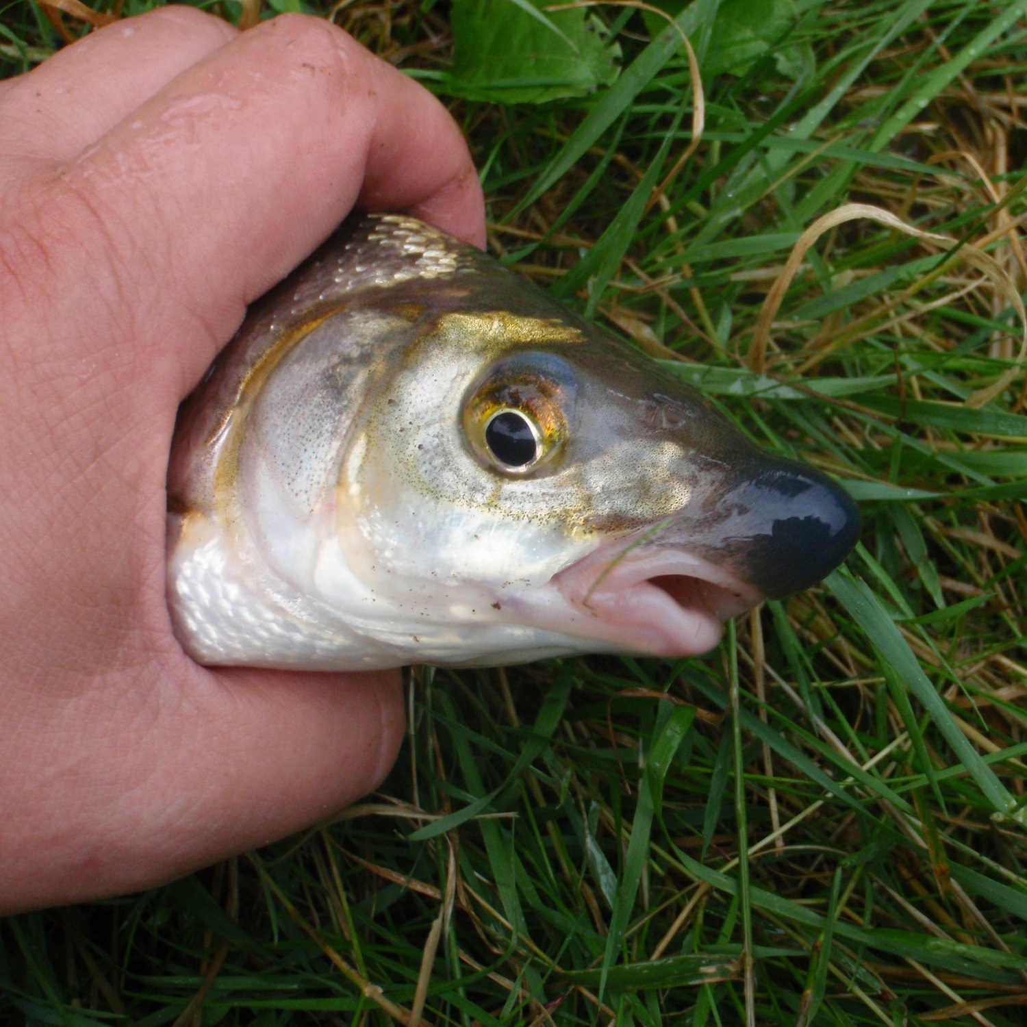 TRABUCCO Max Plus Bolo 150m
