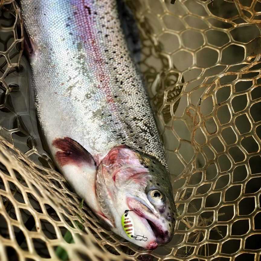 TROUT MASTER Incy Spoon 2.5g