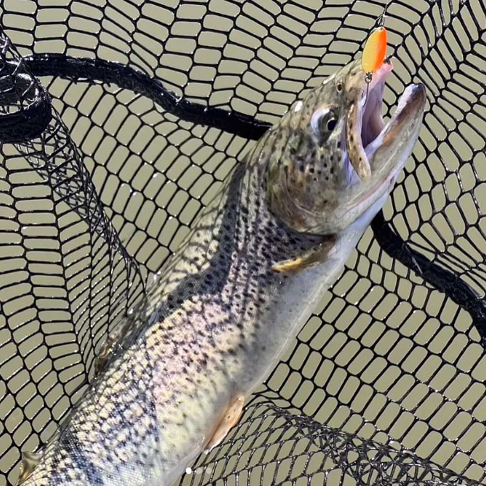 VALKEIN Scheila 1.5g