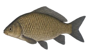 Буфало