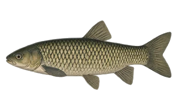 Бял амур