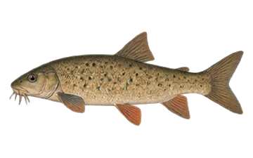 Маришка мряна