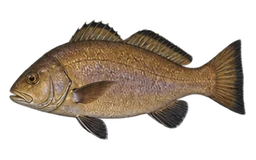 Морска врана