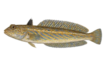 Морски дракон