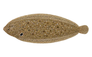 Морски език