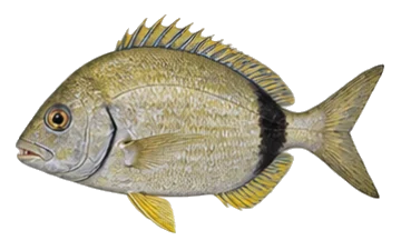 Морски карас Морски карас