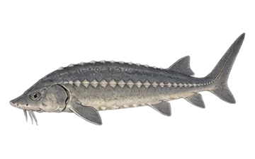 Моруна