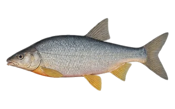 Морунаш