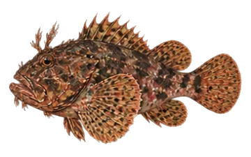 Скорпид